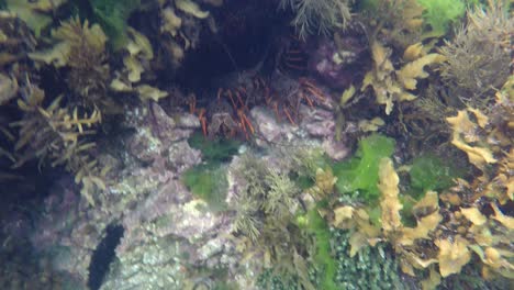 Eine-Gruppe-Roter-Felsenhummer-In-Einem-Loch-Im-Felsen-In-Einem-Meeresschutzgebiet