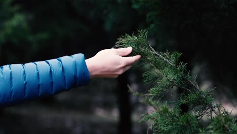 Person-reaching-in-the-frame-to-grab-an-evergreen-branch-and-fondle-it