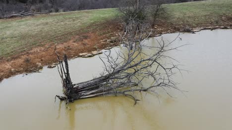 Aerial-orbit-of-a-fallen-dead-tree-in-the-middle-of-a-muddy-cow-field-pond