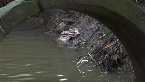 Rats-searching-food-on-dirty-drainage-canal-on-garbage-near-polluted-water-collector
