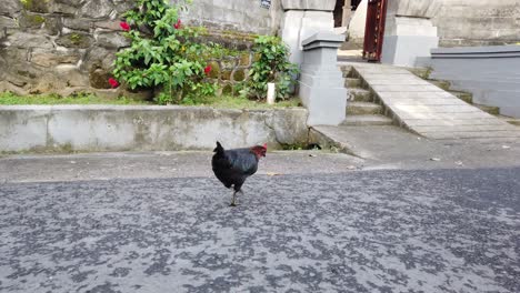 Bali-Rooster-Cock-Walks-in-Asphalt-Village-Traditional-Bali-Indonesia-Asia-Style-Houses