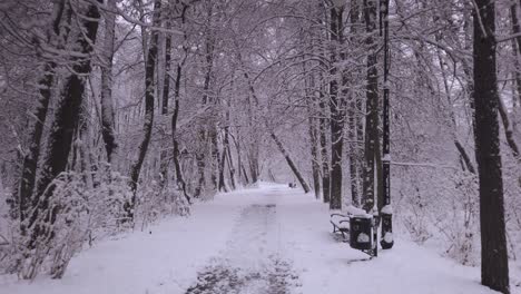 Snow-covered-Niebieskie-Zrodla-nature-reserve-frosty-woodland-pathway,-walking-POV-shot