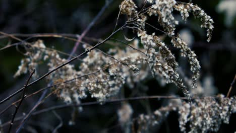 Sterbende-Ziegenbartblume-In-Frankfort-Kentucky-Mit-Einem-Dunklen-Tristen-Hintergrund