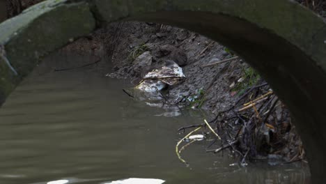 Pair-of-rats-feed-on-bank-of-black-stagnant-water-collector-inside-drainage-canal