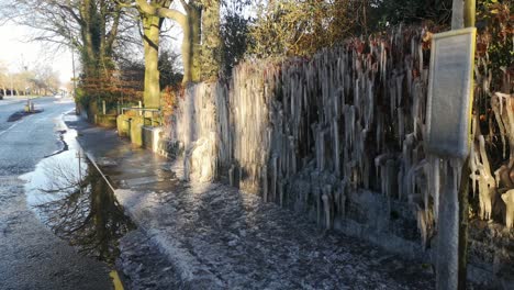 Unique-frozen-icicles-formation-on-British-bus-stop-pathway-hedge-after-winter-snow-storm