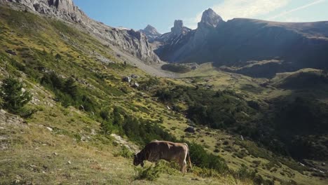 Vaca-Marrón-Pastando-En-Las-Montañas-De-Los-Pirineos-Españoles
