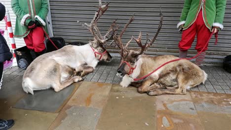 Pair-of-reindeer-sitting-outside-retail-shop-shutters-in-British-town-square-with-elf-helpers-charity-attraction