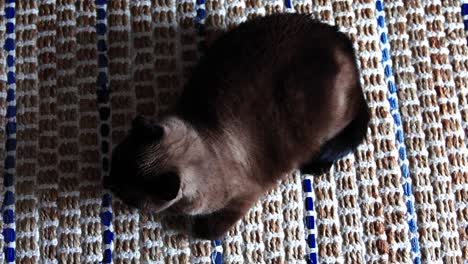 Gato-Adulto-Siamés-Descansando-Tranquilamente-Sobre-Una-Alfombra-De-Cocina-Azul-Y-Marrón-Hecha-A-Mano