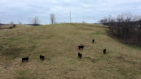 Dolly-aerial-of-a-bunch-of-cattle-in-a-field-grazing-grass-in-Frankfort-Kentucky-on-a-cold-winter-hazy-day