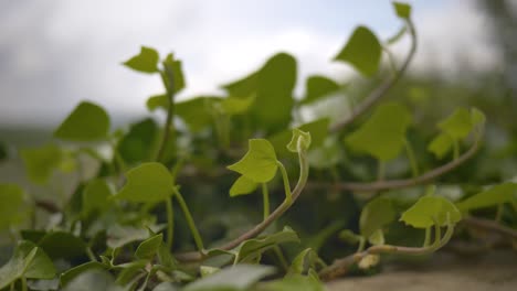Green-ivy-leaves-tremble-in-the-wind-against-a-blurred-sky-background
