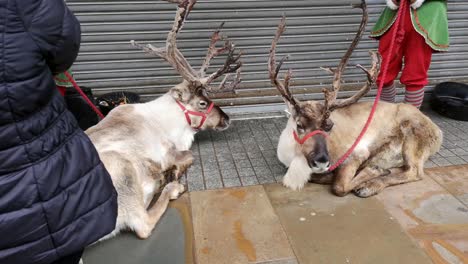 Pair-of-reindeer-sitting-outside-retail-market-shutters-in-UK-town-square-with-informative-elf-helpers