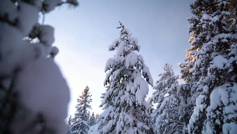 Revelación-De-Un-árbol-Cargado-De-Nieve-En-Un-Bosque-ártico