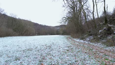 Winterpath-En-El-Bosque-Cubierto-De-Nieve