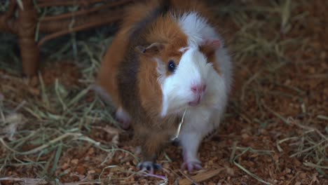 Close-up-shot-of-a-cute-and-adorable-pet-guinea-pig,-cavia-porcellus,-munching-on-hay,-rodent-species-in-animal-nursery