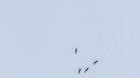 Vogelperspektive-Der-Europäischen-Rehgruppe,-Die-Auf-Dem-Schneebedeckten-Landwirtschaftlichen-Feld-Läuft,-Bewölkter-Wintertag,-Weitwinkel-Drohne-Von-Oben-Nach-Unten-Geschossen