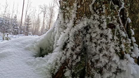 Close-up-shot-of-snow-covered-tree-stem-in-a-forest-during-a-cold-winter-day