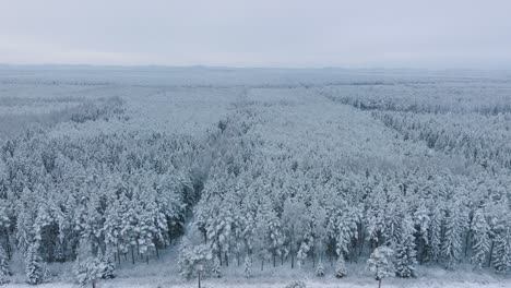 Aerial-establishing-footage-of-trees-covered-with-snow,-Nordic-woodland-pine-tree-forest,-calm-overcast-winter-day,-wide-drone-shot-moving-forward,-camera-tilt-down