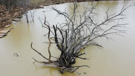 Aerial-raise-and-tile-of-a-fallen-ash-tree-in-a-murky-cow-pond-in-the-middle-of-a-farm-in-Frankfort-Kentucky-after-a-harsh-storm