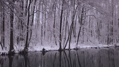 Snowy-woodland-forest-trees-reflecting-in-cold-park-river-with-gentle-snowfall