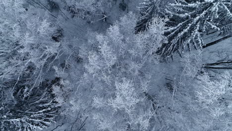 Hoarfrost-on-trees-in-a-snowy-forest---straight-down-ascending-aerial-reveal