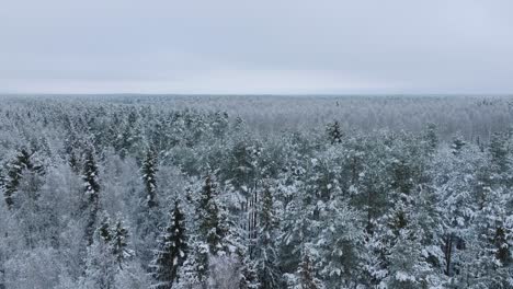 Aerial-establishing-footage-of-trees-covered-with-snow,-Nordic-woodland-pine-tree-forest,-calm-overcast-winter-day,-wide-drone-shot-moving-forward