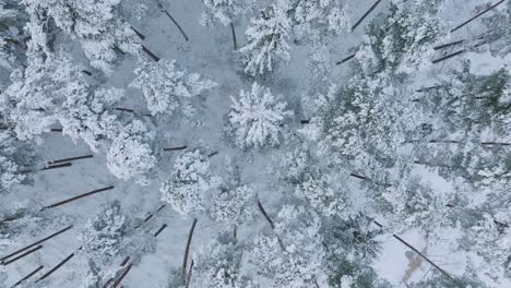 Aerial-birdseye-footage-of-trees-covered-with-snow,-Nordic-woodland-pine-tree-forest,-calm-overcast-winter-day,-wide-drone-shot-moving-forward