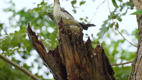 Asian-Glossy-Starling-Couple-Fighting-Protecting-Nest-Sending-Away-Stranger-Bird---bird's-behavior