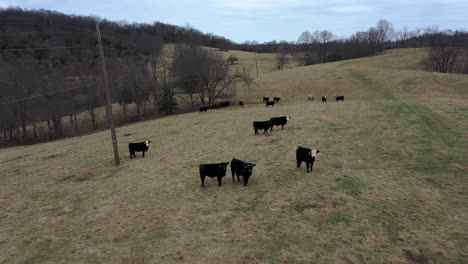 Dolly-Antenne-Einer-Rinderfarm-Voller-Erntereifem-Rindfleisch