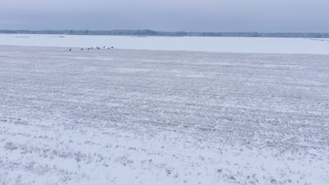 Aerial-view-of-distant-European-roe-deer-group-running-on-the-snow-covered-agricultural-field,-overcast-winter-day,-wide-angle-drone-shot-moving-fast-forward