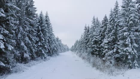 Luftaufnahmen-Von-Schneebedeckten-Bäumen,-Nordischer-Kiefernwald,-Ruhiger,-Bewölkter-Wintertag,-Breite-Drohnenaufnahme,-Die-Sich-Tief-Vorwärts-Bewegt