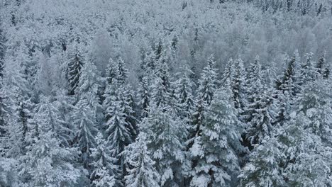 Aerial-birdseye-footage-of-trees-covered-with-snow,-Nordic-woodland-pine-tree-forest,-calm-overcast-winter-day,-wide-drone-shot-moving-forward,-camera-tilt-down