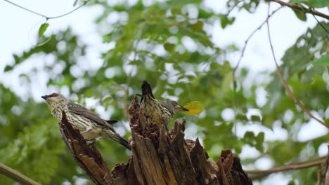 Ein-Paar-Unreife-Asiatische-Glänzende-Starvögel-Am-Nistloch-In-Einem-Morschen-Baum