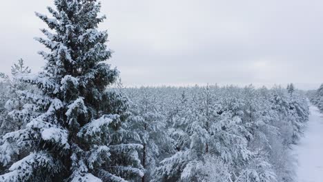 Aerial-establishing-footage-of-trees-covered-with-snow,-Nordic-woodland-pine-tree-forest,-calm-overcast-winter-day,-wide-drone-shot-moving-forward-over-the-treetops