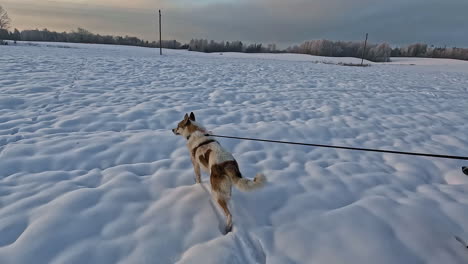 Aufnahme-Eines-Braunen-Und-Weißen-Laika-Hundes,-Der-An-Einem-Kalten-Wintertag-An-Der-Leine-Auf-Schnee-Läuft