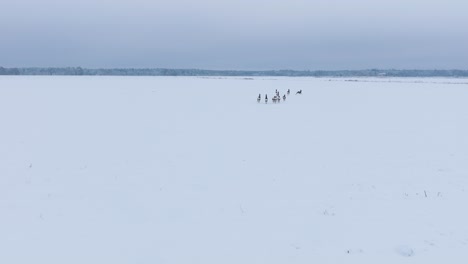 Aerial-view-of-distant-European-roe-deer-group-running-on-the-snow-covered-agricultural-field,-overcast-winter-day,-wide-angle-drone-shot-moving-forward