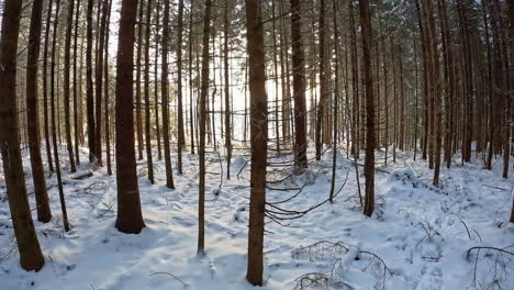 Walking-along-a-forest-trail-in-winter-with-snow-on-the-ground-and-sunshine-shining-through-the-grove
