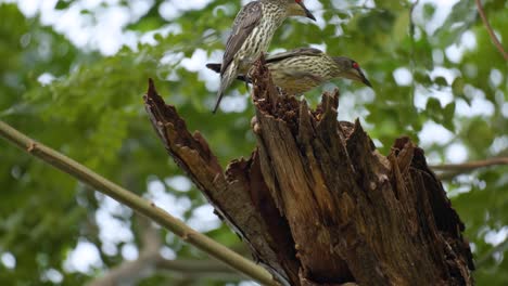 Pair-of-Asian-Glossy-Starlings-Fighting-Protecting-Nest-from-Stranger