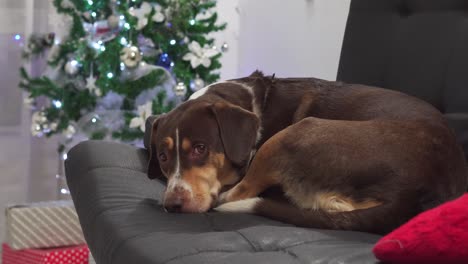 Hund-Liegt-Am-Weihnachtsbaum-Und-Wartet-Auf-Seine-Familie