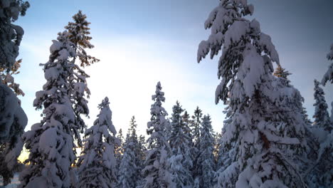 Tiro-Inclinado-Hacia-Arriba-De-árboles-Cargados-De-Nieve-En-Un-Bosque-ártico