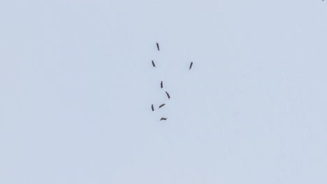 Vista-Aérea-De-Pájaro-Del-Grupo-Europeo-De-Corzos-En-El-Campo-Agrícola-Cubierto-De-Nieve,-Día-De-Invierno-Nublado,-Gran-Angular-Drone-Dolly-Shot-Moviéndose-A-La-Izquierda