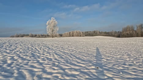 Pov-walk-on-snowy-winter-field-during-sunny-day-with-frozen-trees-in-background