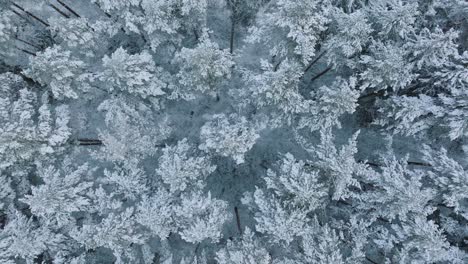 Luftaufnahmen-Aus-Der-Vogelperspektive-Von-Schneebedeckten-Bäumen,-Nordischen-Kiefernwäldern,-Einem-Ruhigen,-Bewölkten-Wintertag,-Einer-Breiten-Drohnenaufnahme,-Die-Sich-Nach-Rechts-Bewegt