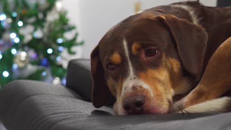 Gelangweilter-Hund-Zu-Weihnachten-Neben-Dem-Baum,-Der-Auf-Seine-Familie-Wartet
