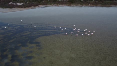 Aerial-view-of-group-of-Flamingo-birds-walking-on-shallow-water-leaving-tracks