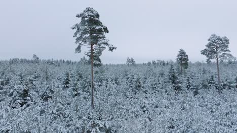 Aerial-footage-of-trees-covered-with-snow,-Nordic-woodland-pine-tree-forest,-calm-overcast-winter-day,-wide-drone-shot-moving-forward-over-the-treetops