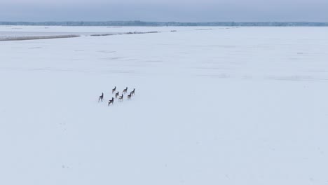 Aerial-birdseye-view-of-distant-European-roe-deer-group-running-on-the-snow-covered-agricultural-field,-overcast-winter-day,-wide-angle-drone-shot-moving-forward