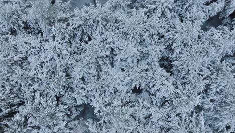 Luftaufnahmen-Aus-Der-Vogelperspektive-Von-Schneebedeckten-Bäumen,-Nordischer-Kiefernwald,-Ruhiger,-Bewölkter-Wintertag,-Weit-Aufsteigende-Drohnenaufnahme