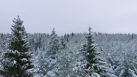 Aerial-footage-of-trees-covered-with-snow,-Nordic-woodland-pine-tree-forest,-calm-overcast-winter-day,-wide-drone-shot-moving-forward-over-the-treetops