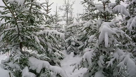 Walking-between-evergreen-trees-covered-in-fresh-snow---natural-Christmas-tree-forest