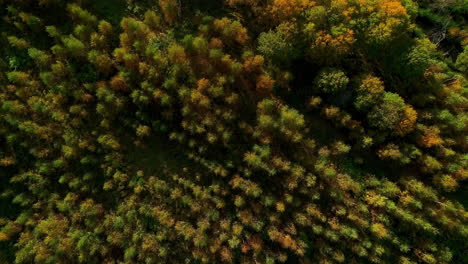 Aerial-drone-top-down-shot-over-autumnal-forest-on-the-outskirts-of-green-grasslands-at-daytime